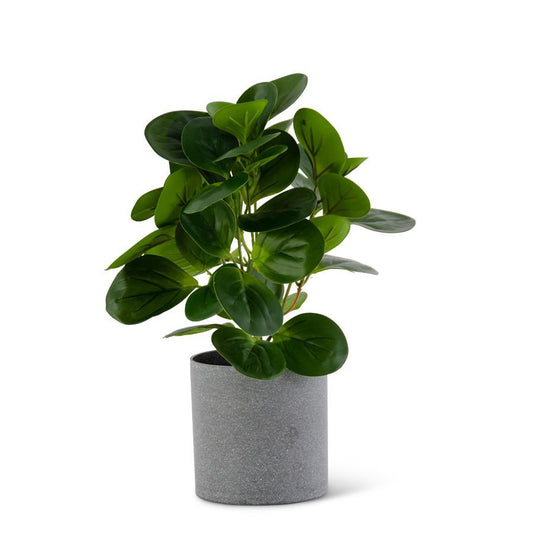 Watercress Foliage in Gray Pot