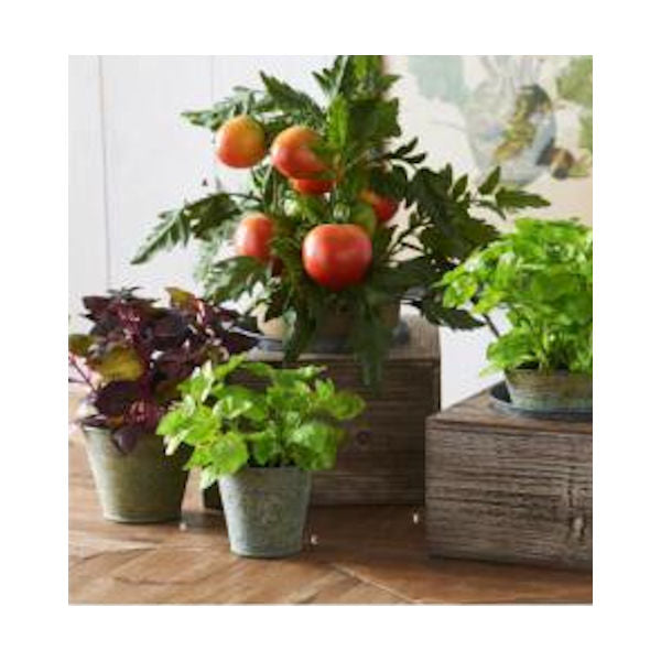Faux Potted Herbs