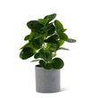 Watercress Foliage in Gray Pot