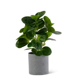 Watercress Foliage in Gray Pot